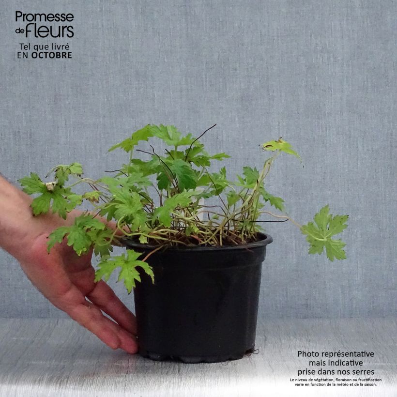 Example of Geranium endressii - Pyrenäen-Storchschnabel Topf mit 2L/3L as you get in automne