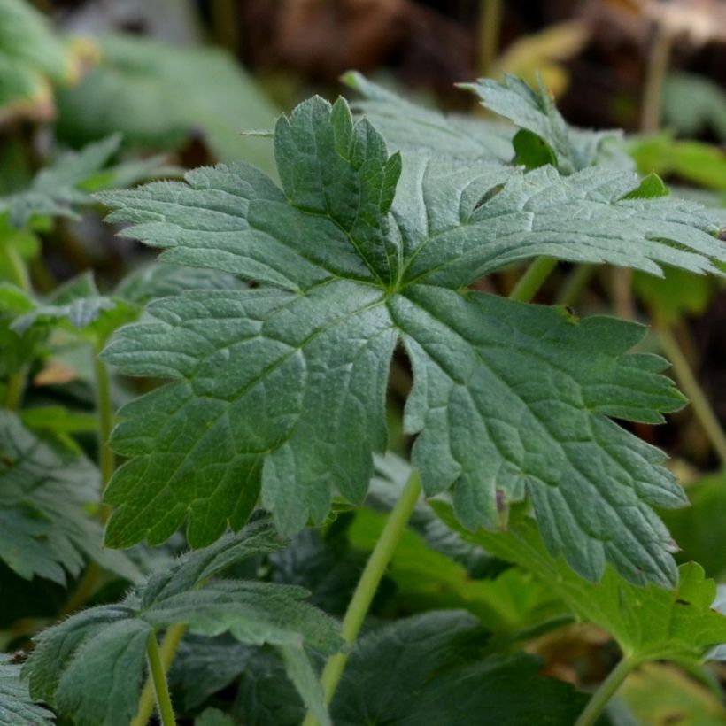 Geranium endressii Wargrave Pink - Pyrenäen-Storchschnabel (Foliage)