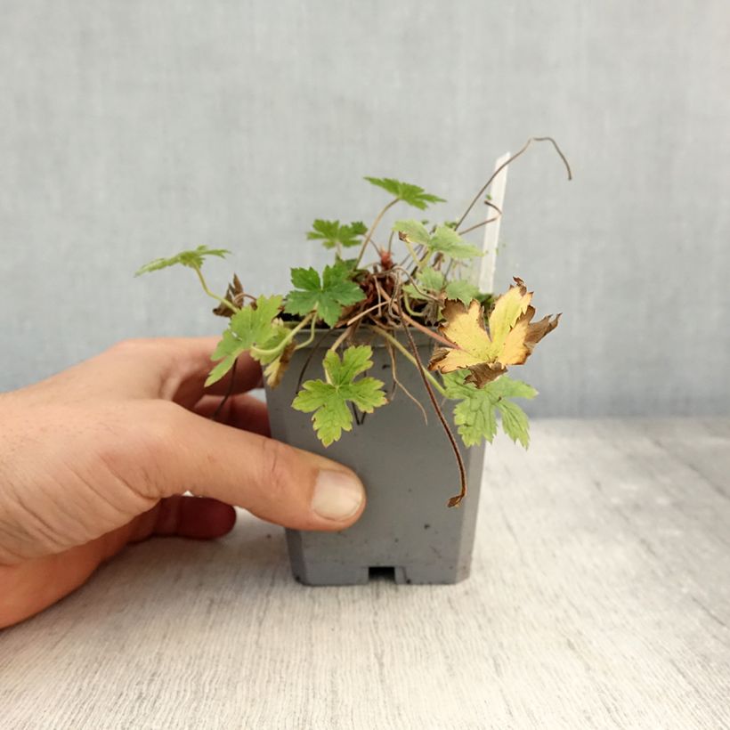 Example of Geranium endressii Wargrave Pink - Pyrenäen-Storchschnabel Kleine Töpfe von 8/9 cm as you get in automne