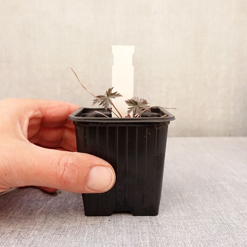 Exemplar von Geranium x pratense Femme Fatale - Wiesen-Storchschnabel Kleine Töpfe von 8/9 cm wie im Frühjahr geliefert