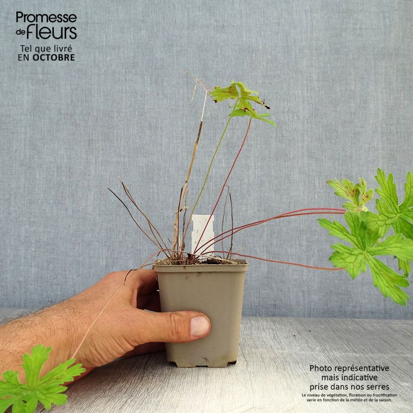 Example of Geranium himalayense Derrick Cook Kleine Töpfe von 8/9 cm as you get in automne