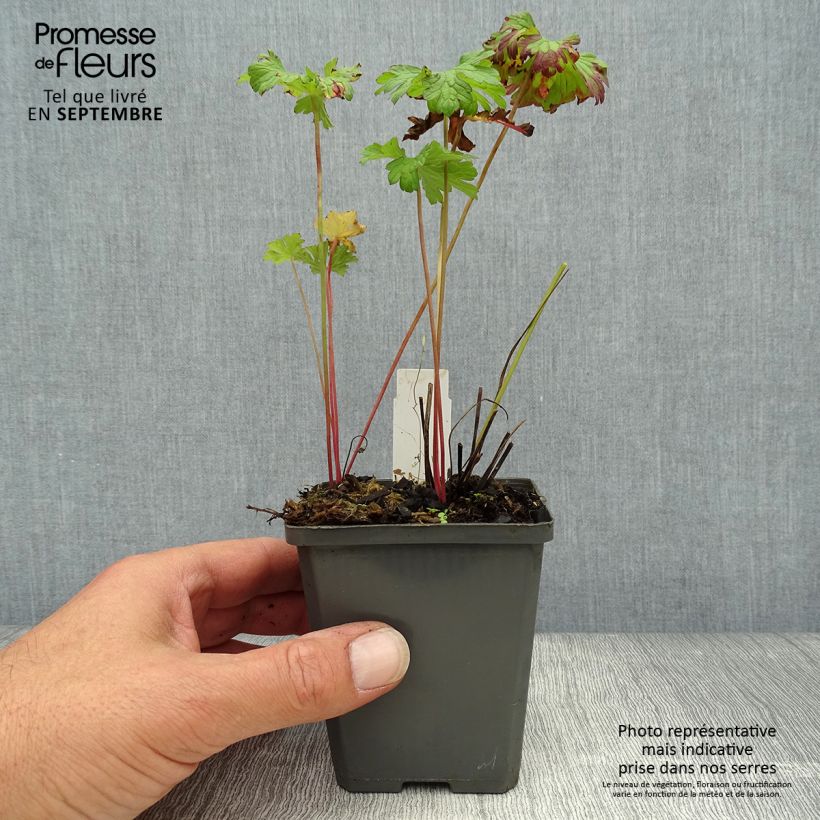 Example of Geranium himalayense - Himalaya-Storchschnabel Kleine Töpfe von 8/9 cm as you get in automne