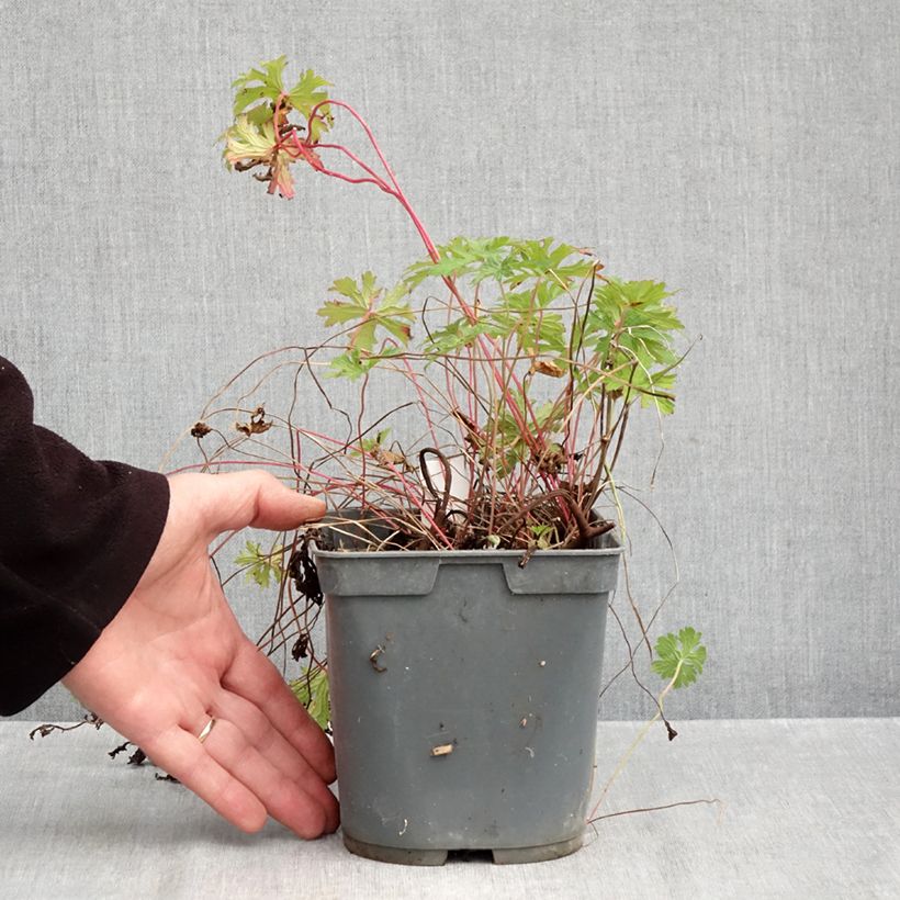 Exemplar von Geranium himalayense Gravetye Topf mit 2L/3L wie im Herbst geliefert