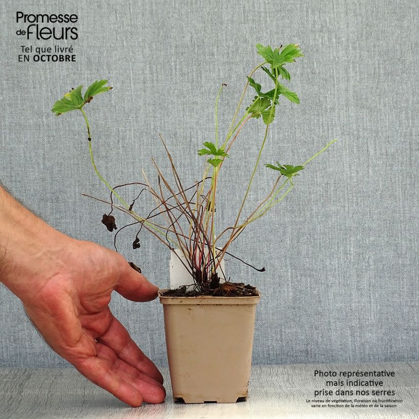Example of Geranium himalayense Plenum Kleine Töpfe von 8/9 cm as you get in automne
