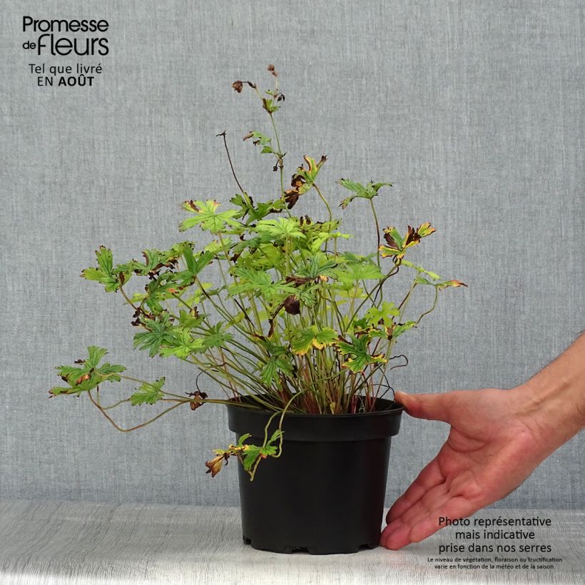 Example of Geranium himalayense Plenum Topf mit 2L/3L as you get in ete