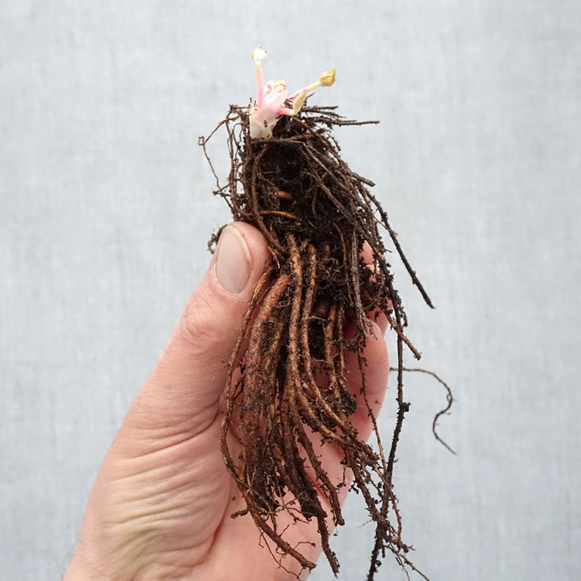 Example of Geranium himalayense Plenum Wurzelnackt as you get in hiver
