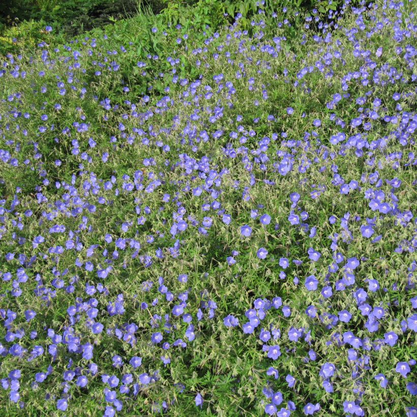 Storchschnabel Johnson's blue - Geranium (Plant habit)