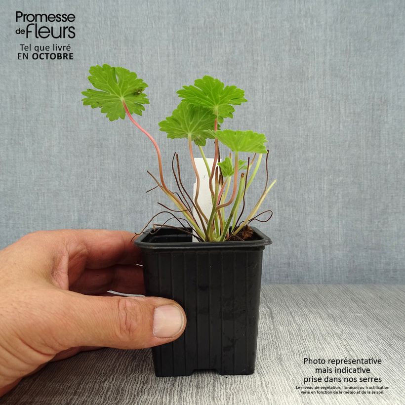 Example of Storchschnabel Joy - Geranium Kleine Töpfe von 8/9 cm as you get in automne