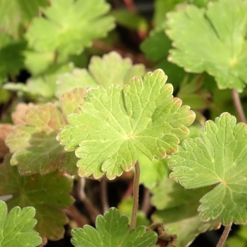 Storchschnabel Joy - Geranium (Foliage)
