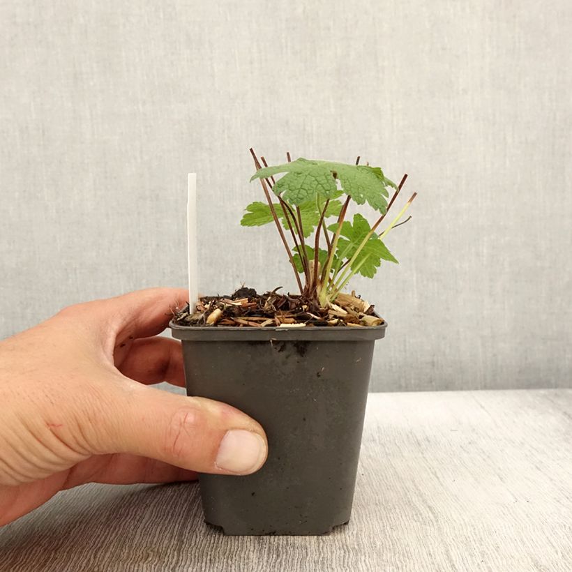 Example of Storchschnabel Karen Wouters - Geranium Kleine Töpfe von 8/9 cm as you get in automne