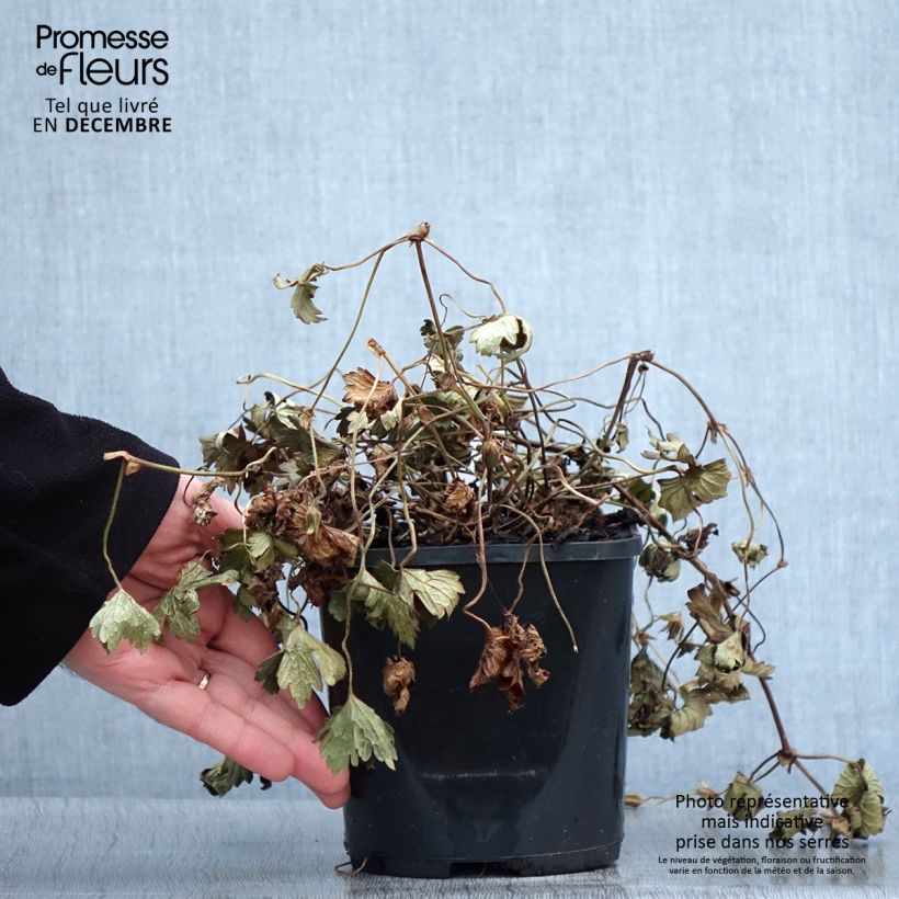 Example of Storchschnabel Kelly-Anne - Geranium Topf mit 1L/1,5L as you get in automne
