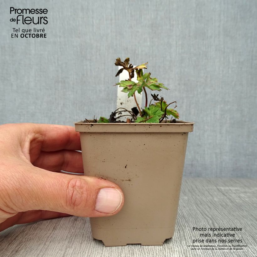 Example of Geranium wallichianum Lilac Ice - Storchschnabel Kleine Töpfe von 8/9 cm as you get in automne