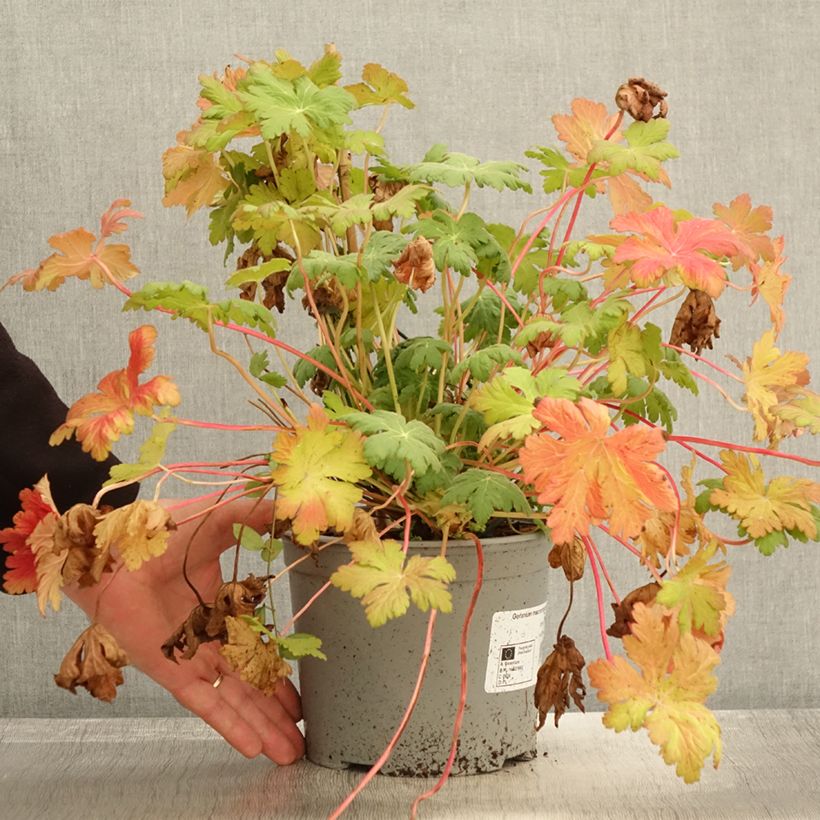 Example of Geranium macrorrhizum Czakor - Balkan-Storchschnabel Topf mit 3L/4L as you get in automne