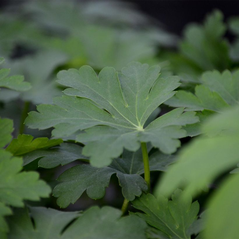 Geranium macrorrhizum Olympos - Balkan-Storchschnabel (Foliage)