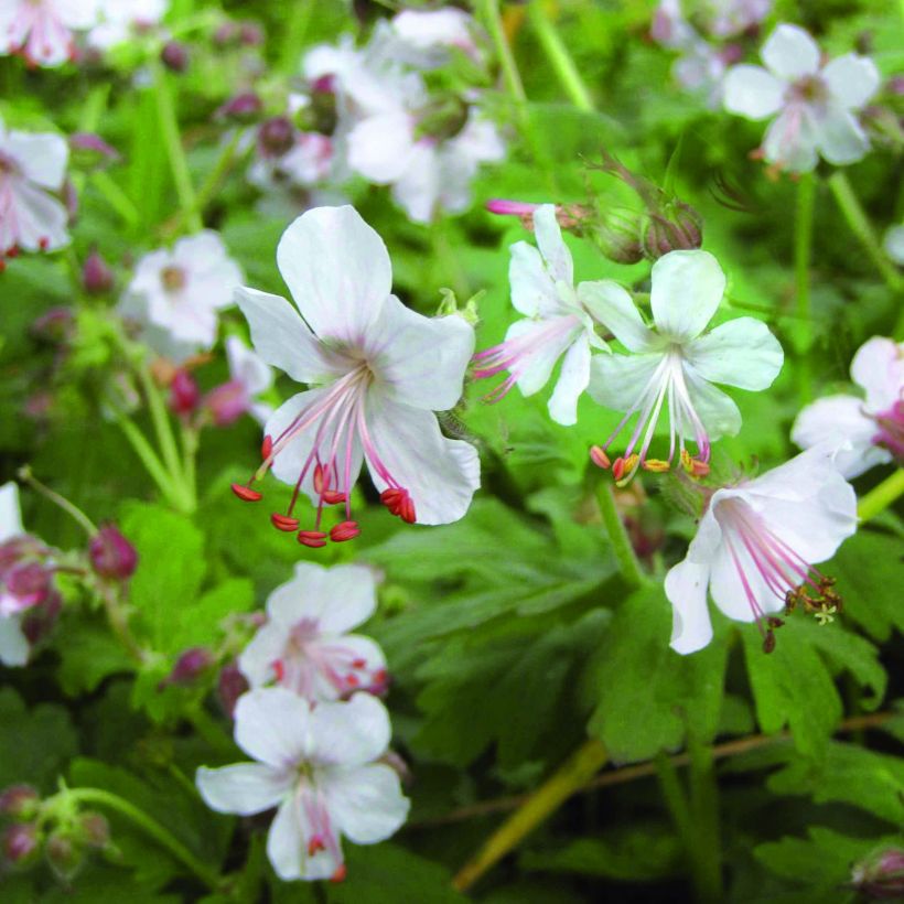 Geranium macrorrhizum Spessart - Balkan-Storchschnabel (Flowering)