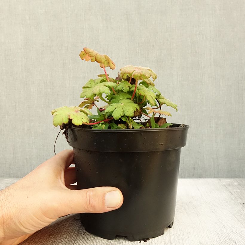 Example of Geranium macrorrhizum Spessart - Balkan-Storchschnabel Topf mit 2L/3L as you get in automne