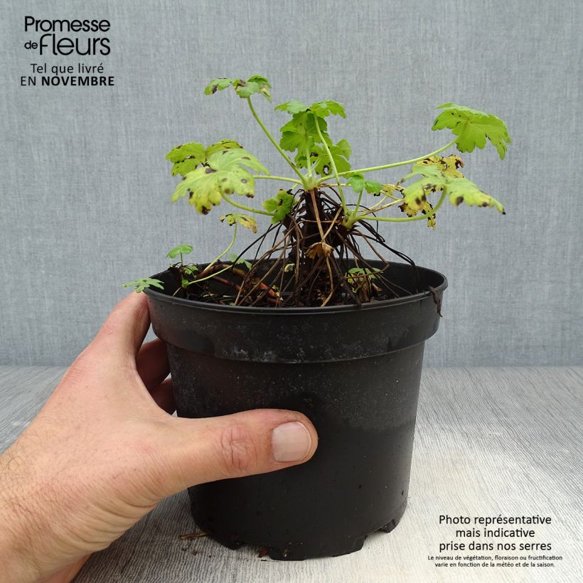 Example of Geranium macrorrhizum White Ness - Balkan-Storchschnabel Topf mit 2L/3L as you get in automne