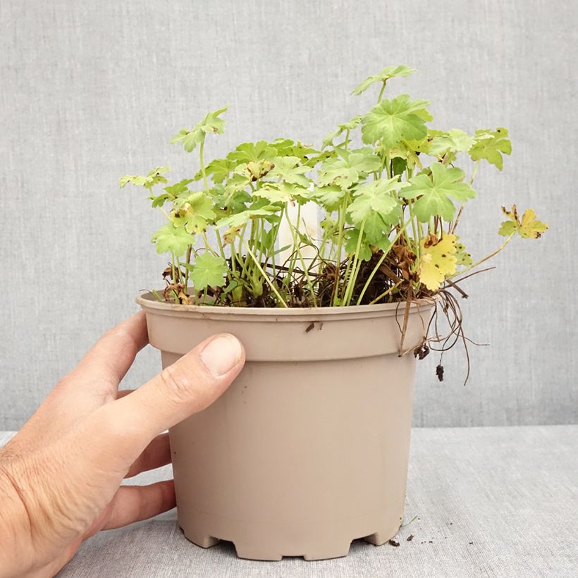 Exemplar von Geranium macrorrhizum White Ness - Balkan-Storchschnabel Topf mit 2L/3L wie im Sommer geliefert