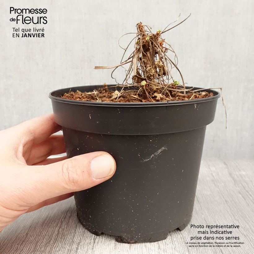 Exemplar von Geranium macrorrhizum White Ness - Balkan-Storchschnabel Topf mit 2L/3L wie im Winter geliefert