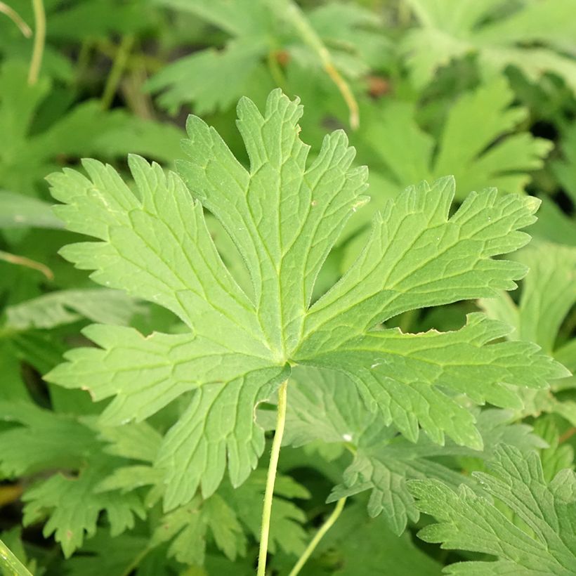 Geranium maculatum Chatto - Dunkelblättriger Storchschnabel (Foliage)