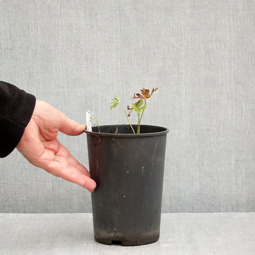 Exemplar von Geranium maculatum Chatto - Dunkelblättriger Storchschnabel Topf mit 2L/3L wie im Herbst geliefert
