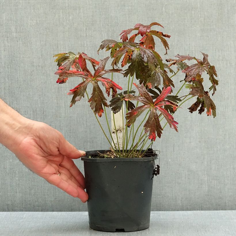 Exemplar von Geranium maculatum Espresso - Dunkelblättriger Storchschnabel Topf mit 2L/3L wie im Herbst geliefert