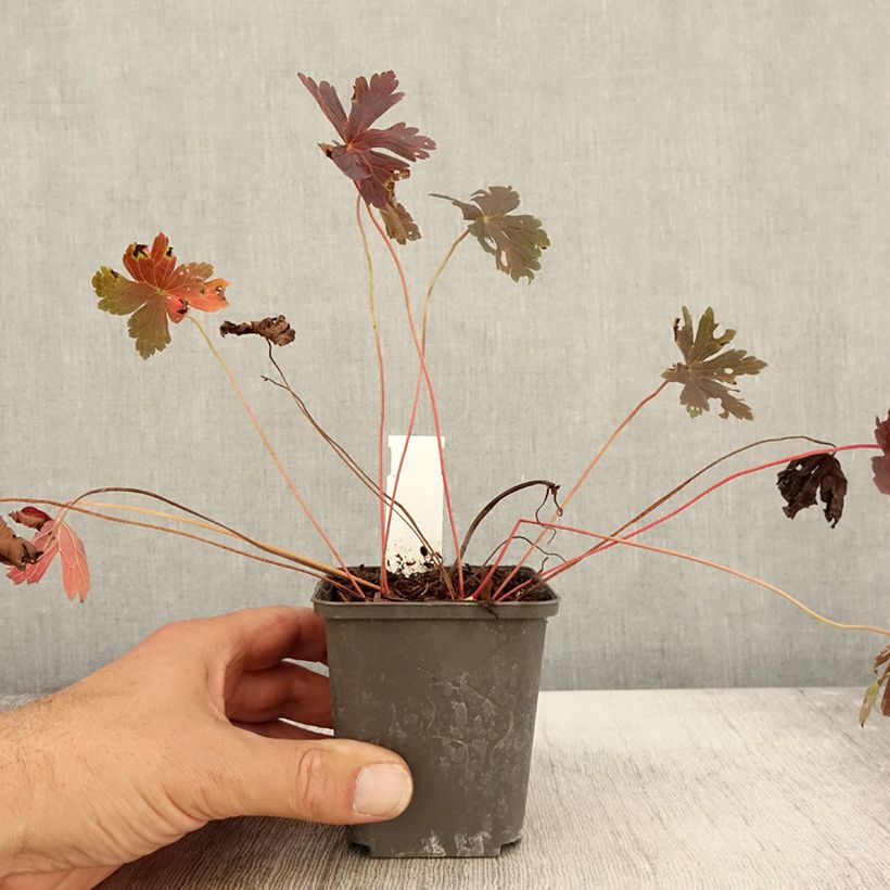 Example of Geranium maculatum Stormy Night - Dunkelblättriger Storchschnabel Kleine Töpfe von 8/9 cm as you get in automne