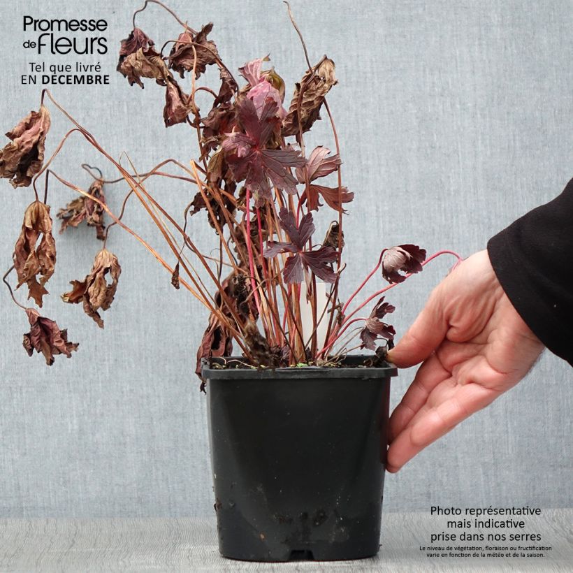 Example of Geranium maculatum Stormy Night - Dunkelblättriger Storchschnabel Topf mit 2L/3L as you get in automne