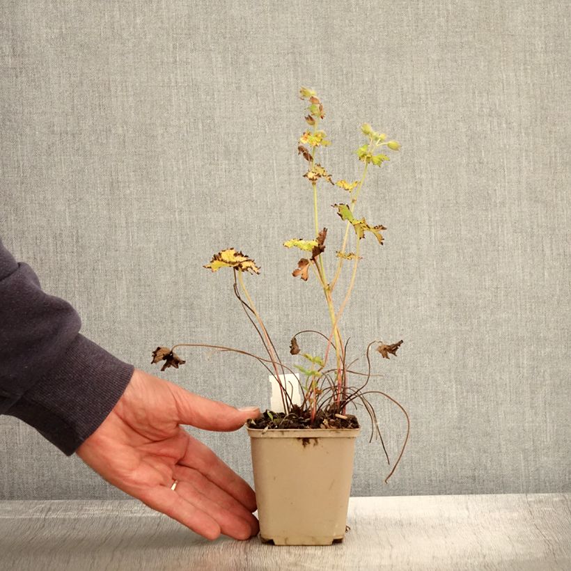 Example of Geranium magnificum Blue Blood - Großer Storchschnabel Kleine Töpfe von 8/9 cm as you get in automne