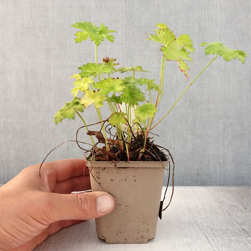 Exemplar von Geranium magnificum Blue Blood - Großer Storchschnabel Kleine Töpfe von 8/9 cm wie im Sommer geliefert