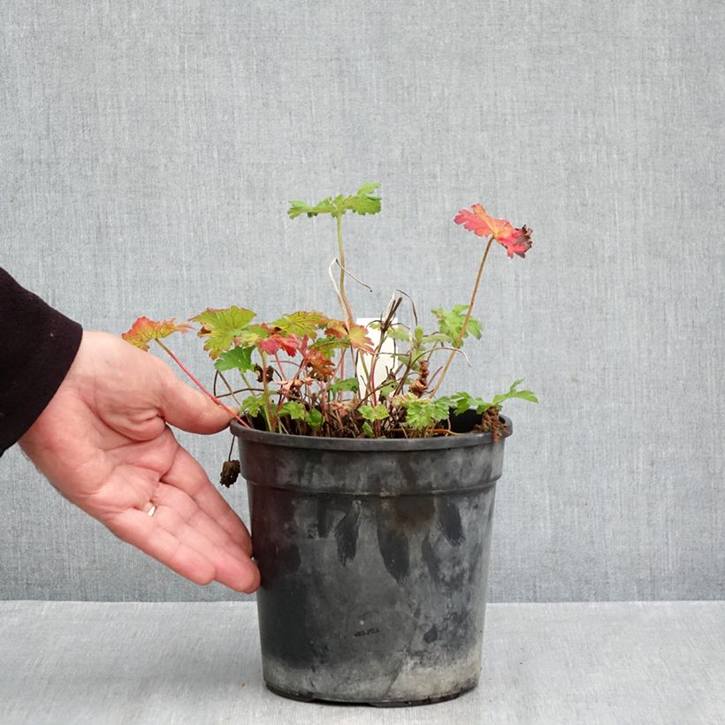 Exemplar von Geranium magnificum Blue Blood - Großer Storchschnabel Topf mit 2L/3L wie im Herbst geliefert