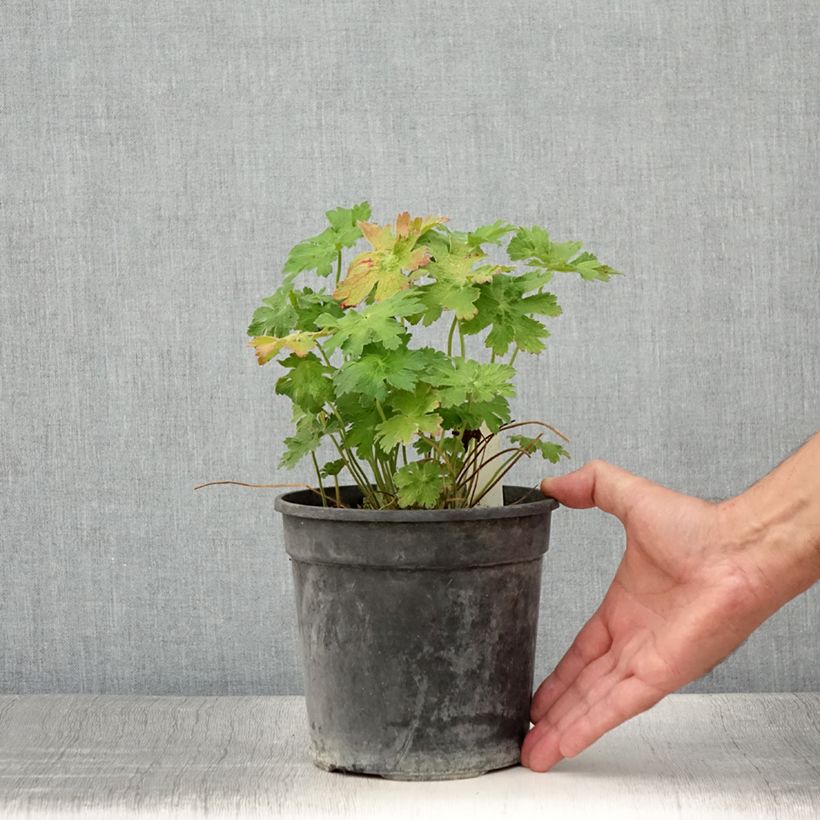 Example of Geranium magnificum Blue Blood - Großer Storchschnabel Topf mit 2L/3L as you get in ete