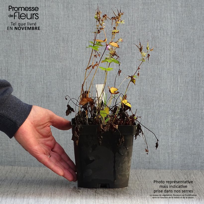 Example of Geranium nodosum - Knotiger Bergwald Storchschnabel Topf mit 2L/3L as you get in automne