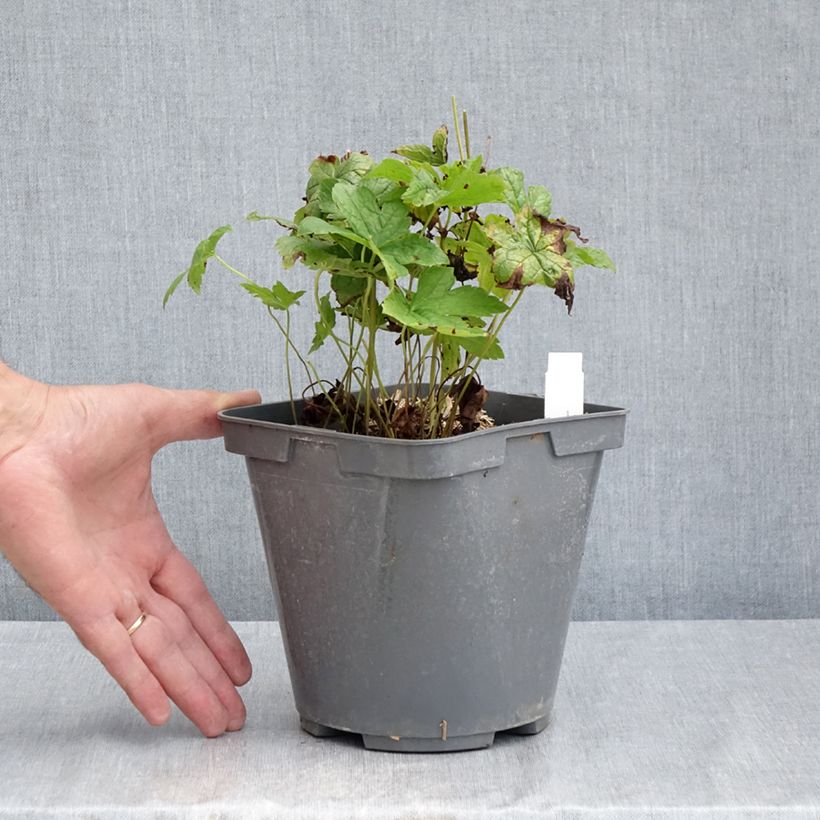Exemplar von Geranium nodosum - Knotiger Bergwald Storchschnabel Topf mit 2L/3L wie im Sommer geliefert