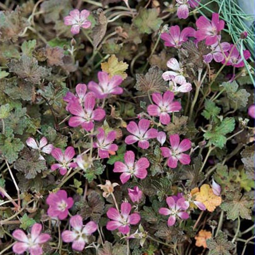 Geranium oxonianum Orkney Cherry - Oxford-Storchschnabel (Plant habit)