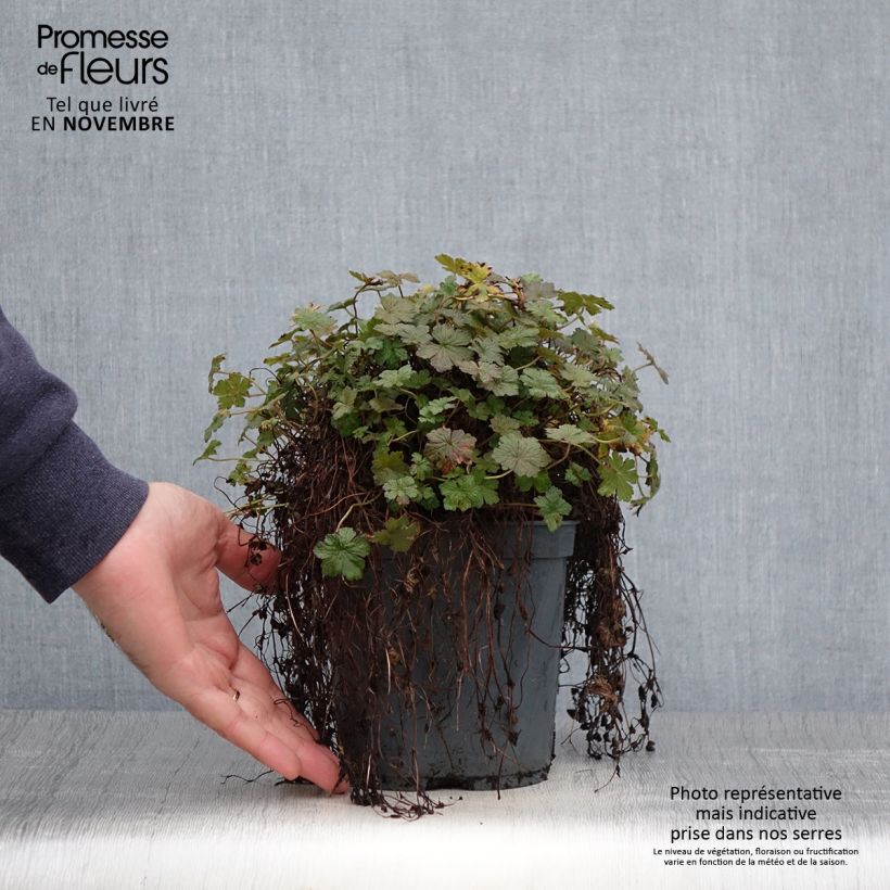 Example of Geranium oxonianum Orkney Cherry - Oxford-Storchschnabel Topf mit 1,5L/2L as you get in automne