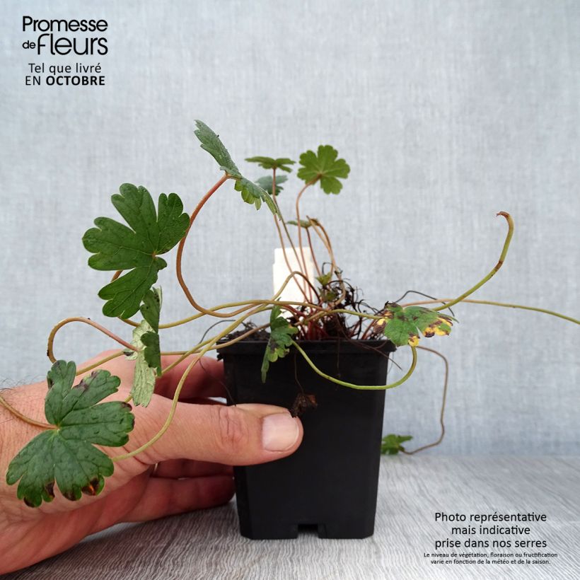 Example of Geranium oxonianum Orkney Cherry - Oxford-Storchschnabel Kleine Töpfe von 8/9 cm as you get in automne