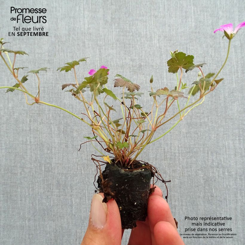 Example of Geranium oxonianum Orkney Cherry - Oxford-Storchschnabel Mini-Plug Ø 3/4 cm as you get in automne