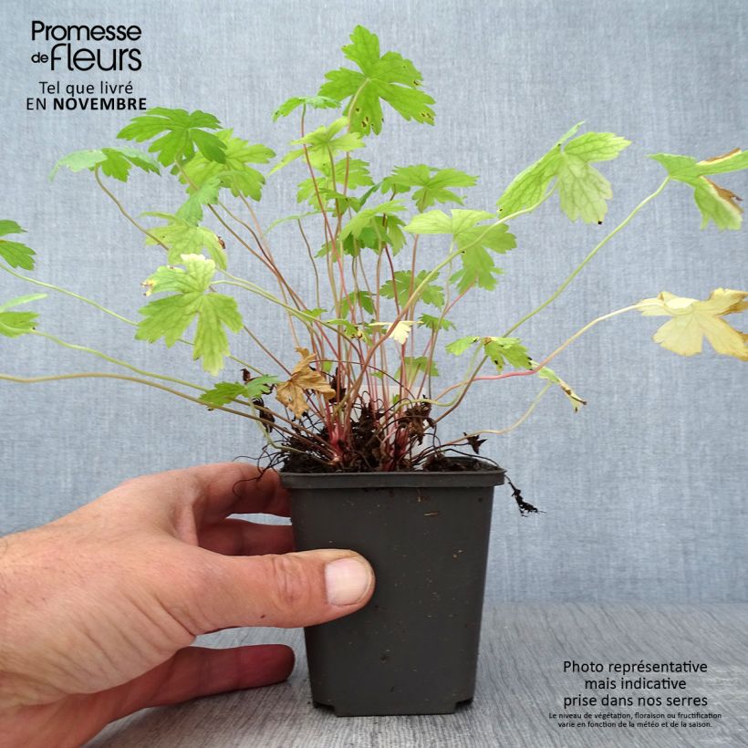 Example of Geranium oxonianum Ankum's White - Oxford-Storchschnabel Kleine Töpfe von 8/9 cm as you get in automne