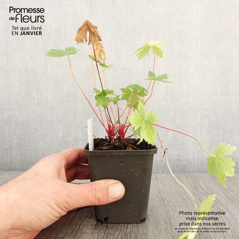 Exemplar von Geranium oxonianum Ankum's White - Oxford-Storchschnabel Kleine Töpfe von 8/9 cm wie im Winter geliefert