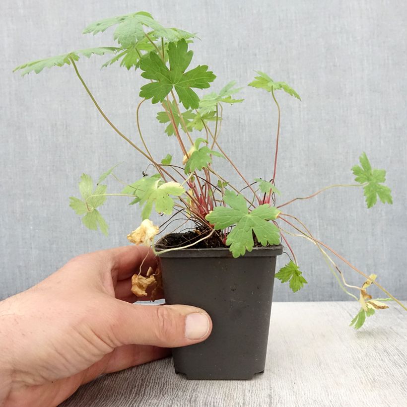 Exemplar von Geranium oxonianum Ankum's White - Oxford-Storchschnabel Kleine Töpfe von 8/9 cm wie im Frühjahr geliefert