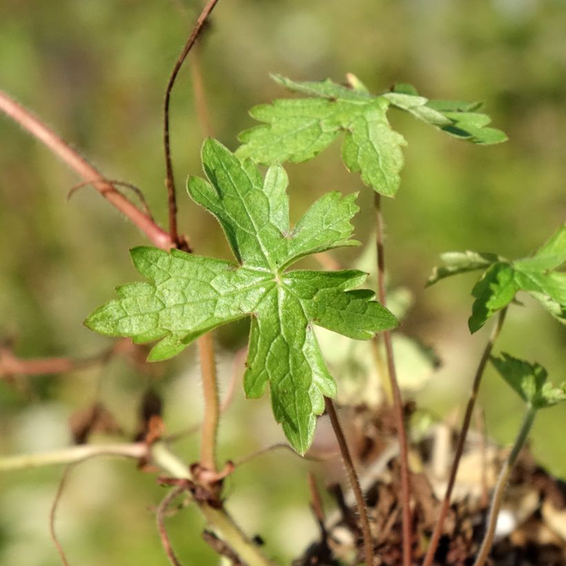 Geranium oxonianum Ankum's White - Oxford-Storchschnabel (Foliage)