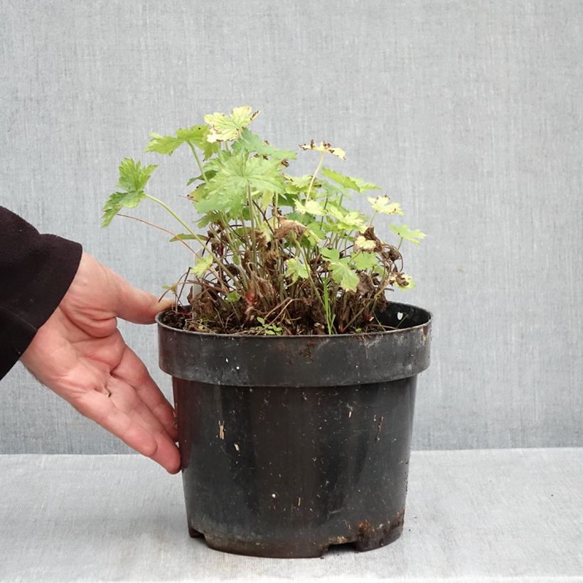 Exemplar von Geranium oxonianum Claridge Druce - Oxford-Storchschnabel Topf mit 2L/3L wie im Herbst geliefert