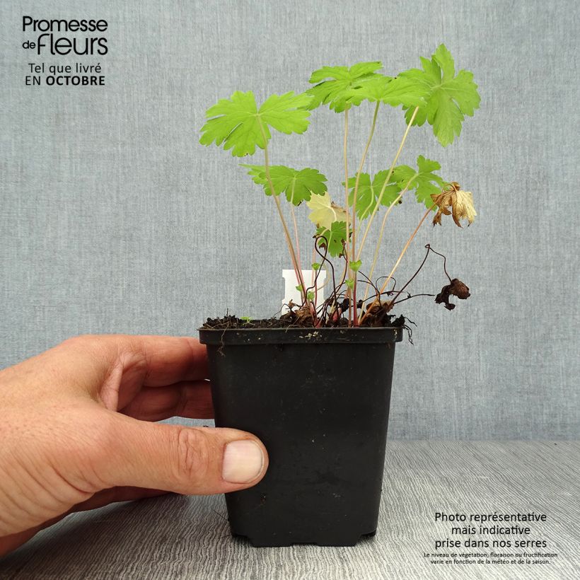 Example of Geranium oxonianum Hollywood - Oxford-Storchschnabel Kleine Töpfe von 8/9 cm as you get in automne