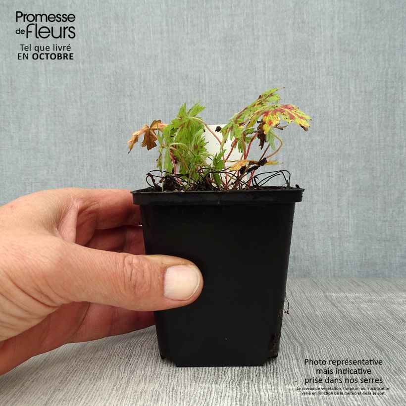 Example of Geranium oxonianum Katherine Adele - Oxford-Storchschnabel Kleine Töpfe von 8/9 cm as you get in automne