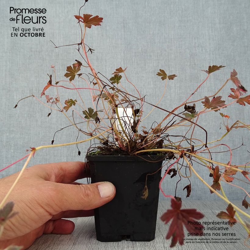 Example of Geranium oxonianum Sanne - Oxford-Storchschnabel Kleine Töpfe von 8/9 cm as you get in automne