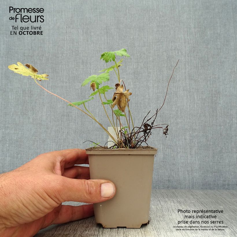 Example of Geranium oxonianum Sherwood - Oxford-Storchschnabel Kleine Töpfe von 8/9 cm as you get in automne