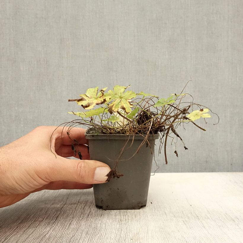 Example of Geranium oxonianum Walter s Gift - Oxford-Storchschnabel Kleine Töpfe von 8/9 cm as you get in automne