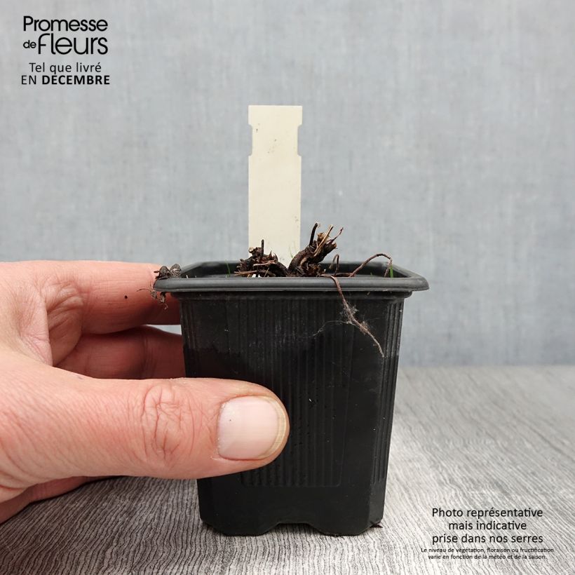 Example of Geranium palustre - Storchschnabel Kleine Töpfe von 8/9 cm as you get in automne