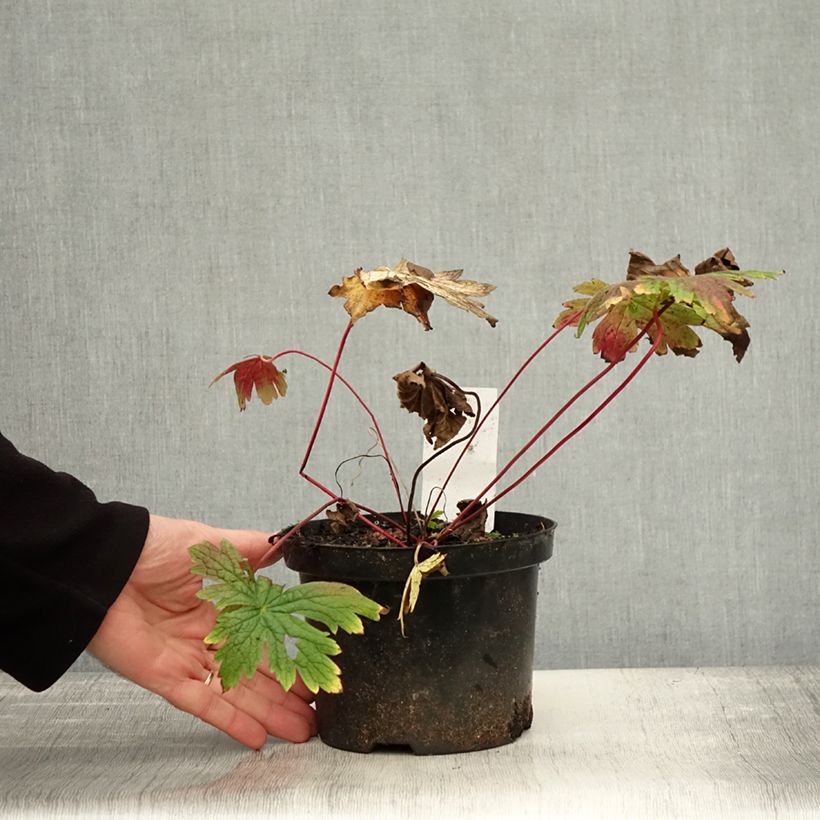 Example of Storchschnabel Patricia - Geranium Topf mit 1,5L/2L as you get in automne